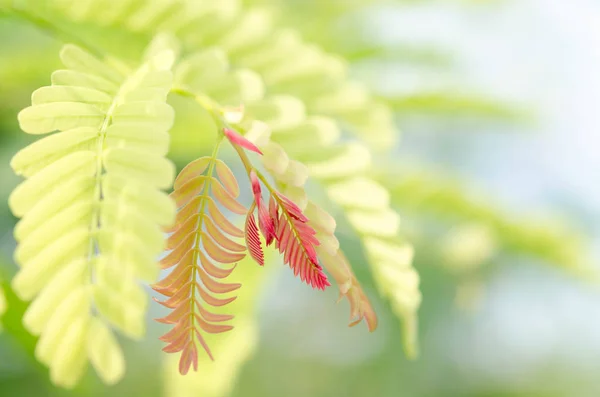 Beautiful tamarind leaves in soft focus and tree blur background — Stock Photo, Image