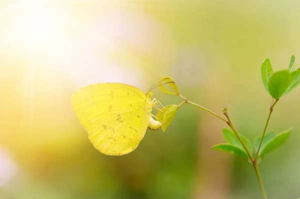 Piękny żółty motyl, Motyl, Tajlandia — Zdjęcie stockowe