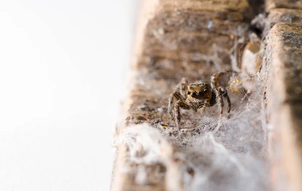ネコハエトリ ハエトリグモ蜘蛛クモのマクロ. — ストック写真