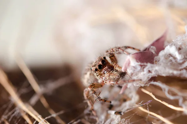 Closeup saltando aranha — Fotografia de Stock