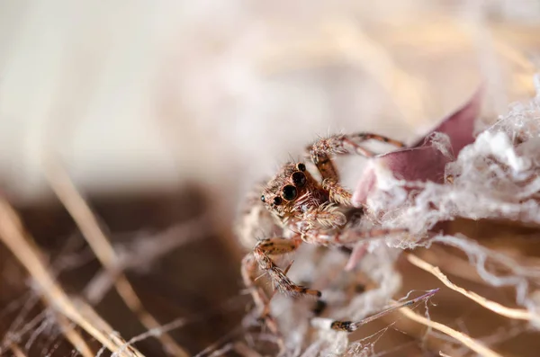 Vértes Jumping Spider — Stock Fotó