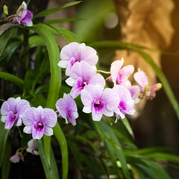 Дендробиум орхидея, фиолетовые цветы орхидеи, тропический цветок, p — стоковое фото