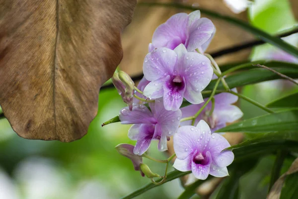 orchid dendrobium purple bloom tropical flowers flower depositphotos