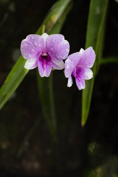 Дендробиум орхидея, фиолетовые цветы орхидеи, тропический цветок, p — стоковое фото