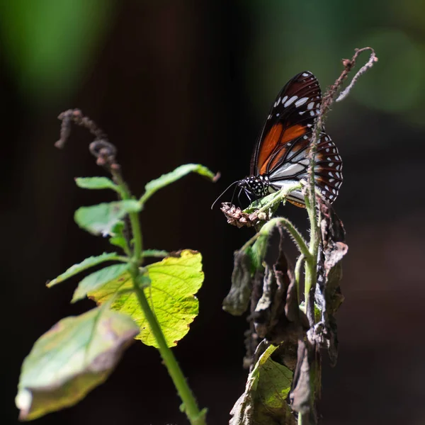 Farfalla su alacransillo — Foto Stock