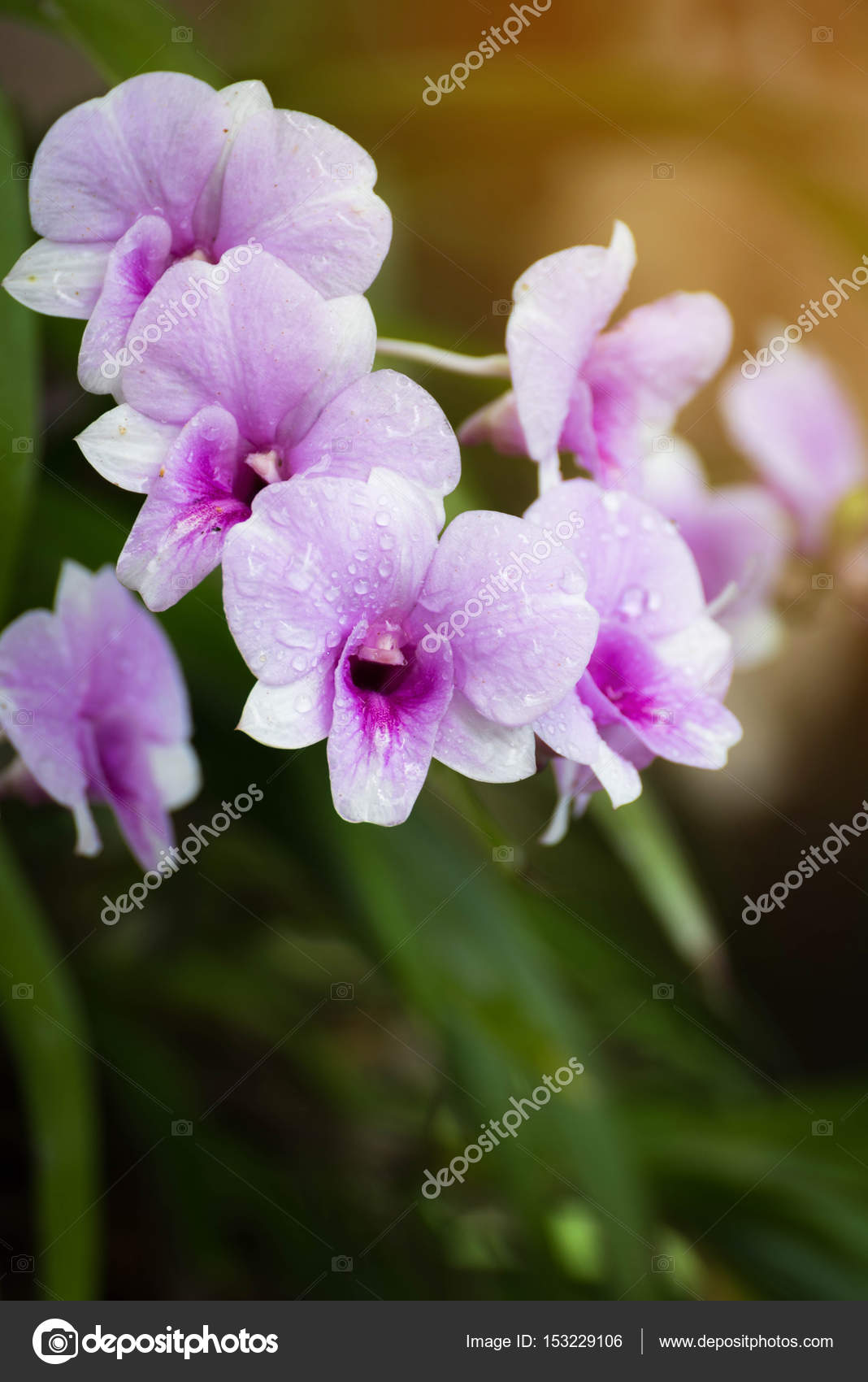 Dendrobium Orchid Purple Orchid Flowers Tropical Flower Bloom P Stock Photo C Supakorn 153229106
