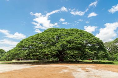 Dev yağmur ağaç, büyük ağaç içinde kanchanaburi, Tayland, thailand, attracti