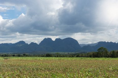 Mısır alan Dağı kırsalında, Tayland