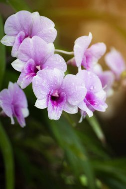 Dendrobium orkide, mor orkide çiçekler, tropikal çiçek çiçek, p