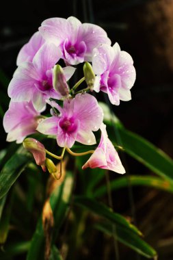 Dendrobium orkide, mor orkide çiçekler, tropikal çiçek çiçek, p