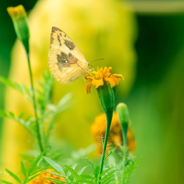 Beau papillon sur fleur jaune — Photo