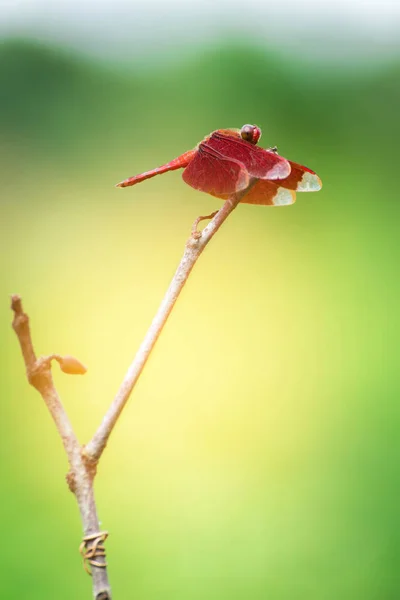 Dragonfly Red na gałęzi z zielonym tłem (Neurothemis r — Zdjęcie stockowe