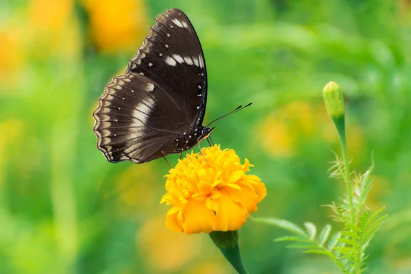 Beau papillon sur fleur jaune, papillon noir, souci fl — Photo