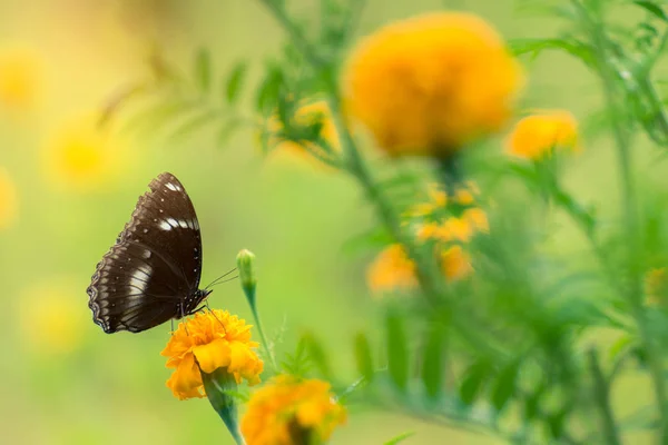 Schöner Schmetterling auf gelber Blume, schwarzer Schmetterling, Ringelblume — Stockfoto