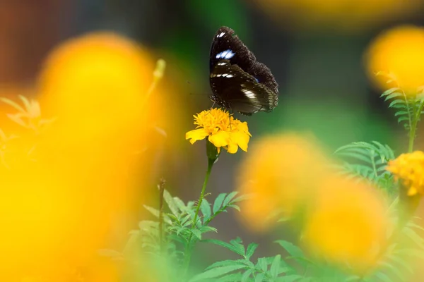 Beau papillon sur fleur jaune, papillon noir, souci fl — Photo