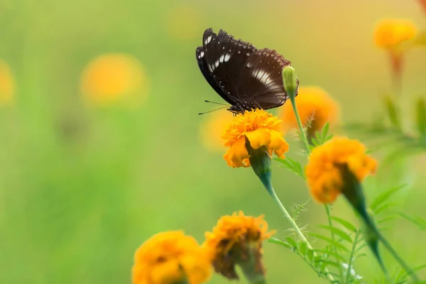 Bella farfalla su fiore giallo, farfalla nera, calendula fl — Foto Stock