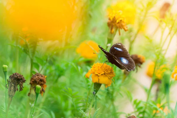 Borboleta bonita na flor amarela, borboleta preta, calêndula fl — Fotografia de Stock