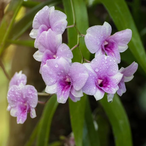 orchid dendrobium purple bloom tropical flowers flower depositphotos