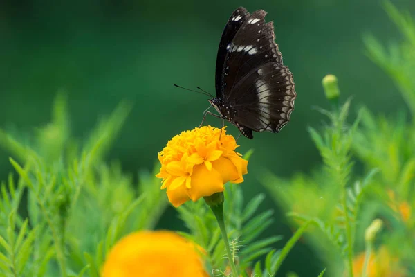 Bella farfalla su fiore giallo, farfalla nera, calendula fl — Foto Stock