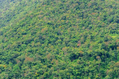 Yeşil ağaç orman arka plan, orman kanchanaburi Tayland