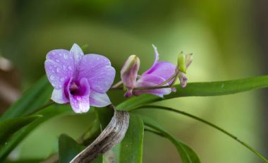 Dendrobium orkide, mor orkide çiçekler, tropikal çiçek çiçek, p
