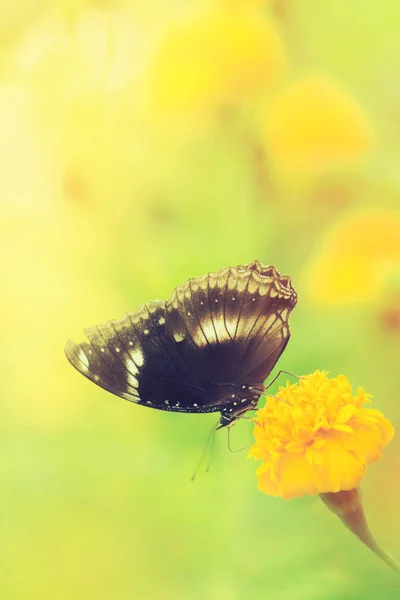 Beautiful butterfly on yellow flower,black butterfly,marigold fl — Stock Photo, Image