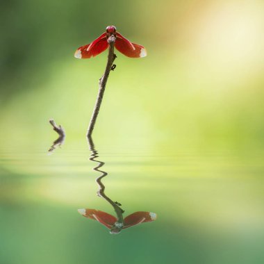 Kırmızı yusufçuk bir şube su yansıması (Neurothemis ramburii