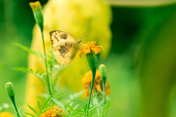 Beau papillon sur fleur jaune — Photo