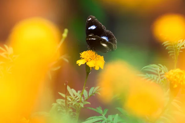Borboleta bonita na flor amarela, borboleta preta, calêndula fl — Fotografia de Stock