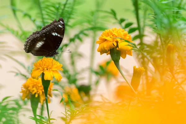 Beau papillon sur fleur jaune, papillon noir, souci fl — Photo