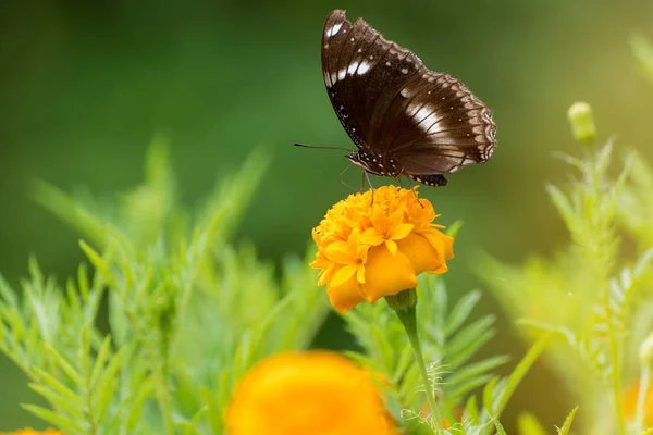 Bella farfalla su fiore giallo, farfalla nera, calendula fl — Foto Stock