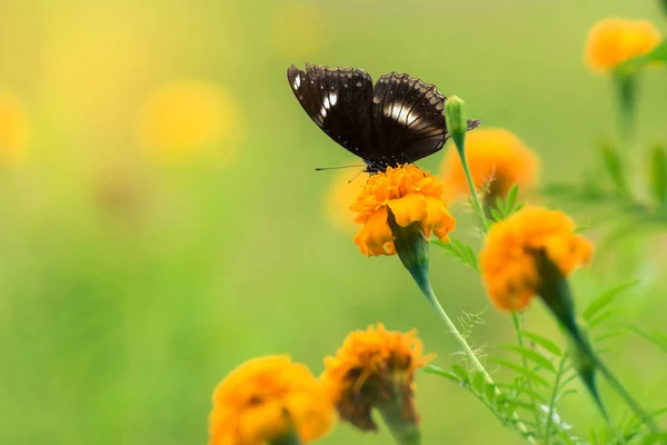 Bella farfalla su fiore giallo, farfalla nera, calendula fl — Foto Stock