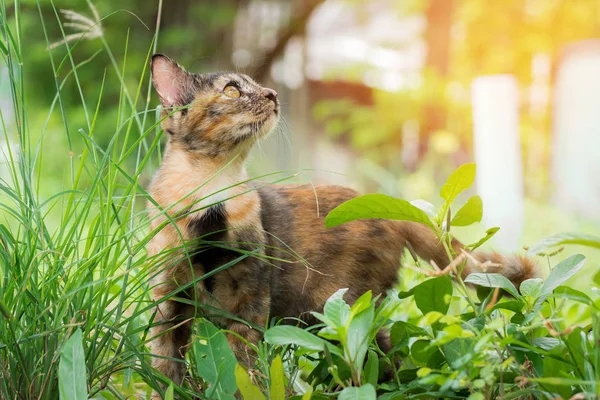 Petit chaton jouant sur le bord de la route de l'herbe le matin — Photo