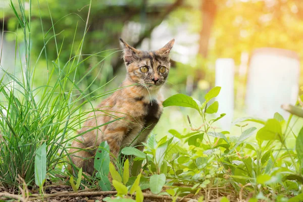 Pequeño gatito jugando en la hierba roadside en mañana asiático gato — Foto de Stock