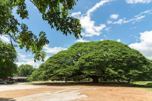 Dev yağmur ağaç, büyük ağaç içinde kanchanaburi, Tayland, thailand, attracti
