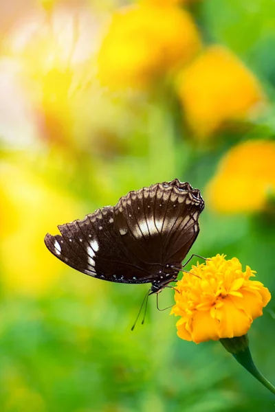 Beau papillon sur fleur jaune, papillon noir, souci fl — Photo