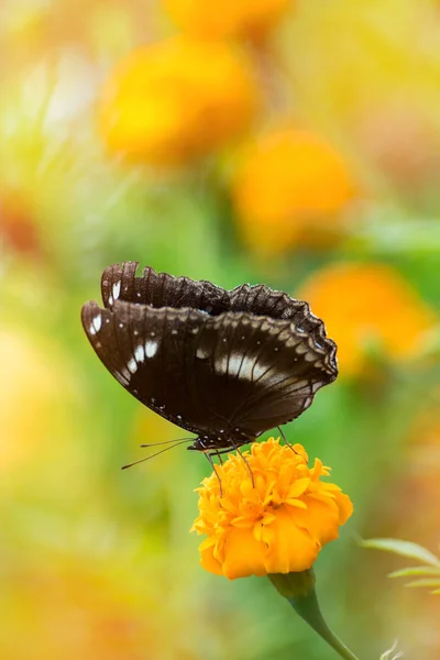Beau papillon sur fleur jaune, papillon noir, souci fl — Photo
