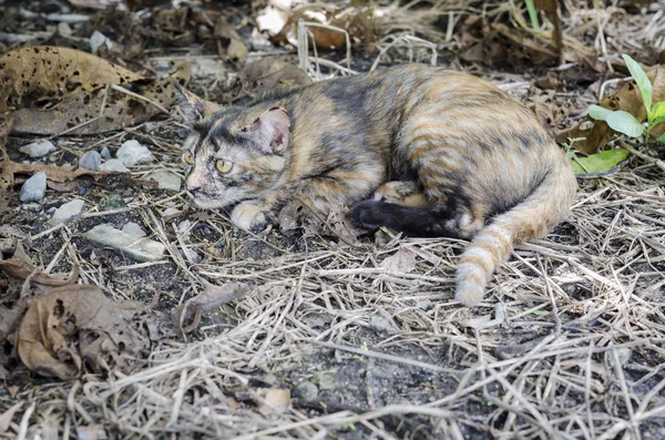 Kleines Kätzchen spielt, asiatische Katze — Stockfoto