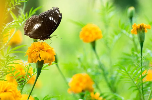 Beau papillon sur fleur jaune, papillon noir, souci — Photo