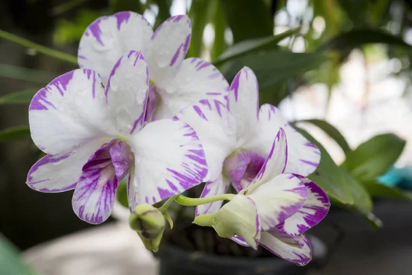 Orchidée de Dendrobium, fleurs pourpres d'orchidée, fleur tropicale, p — Photo