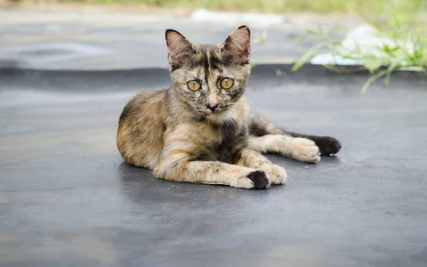 Pequeño gatito jugando en la hierba roadside en mañana — Foto de Stock