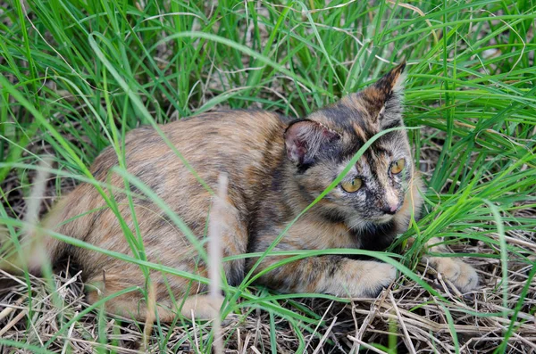 Gatinho brincando na beira da estrada grama de manhã — Fotografia de Stock