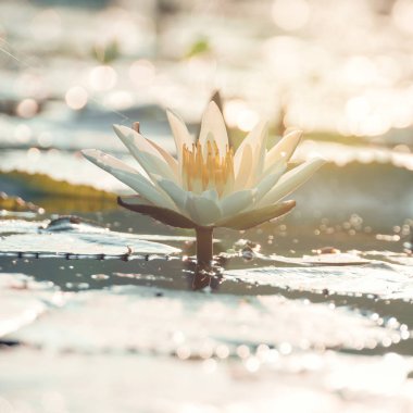 lotus flower in sunrise