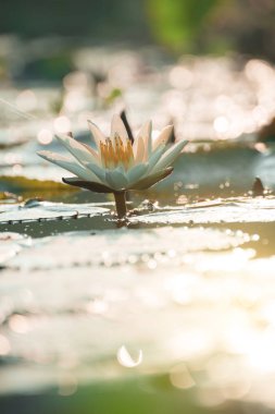 lotus flower in sunrise