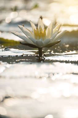 lotus flower in sunrise