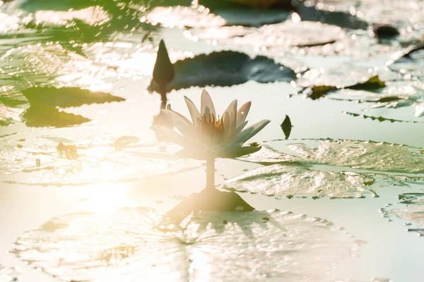 lotus flower in sunrise