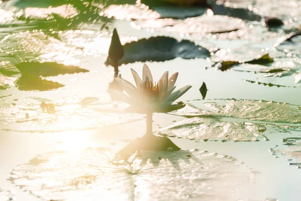 Lotus Flower Sunrise Stok Resim