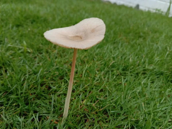 Natural beautiful brown mushroom in the lawn — Stock Photo, Image