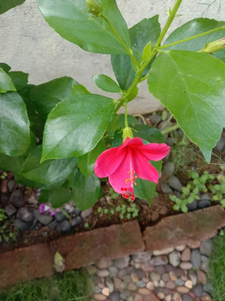 Hanging pink colored hibiscus flower plant for outdoor gardening — Stock Photo, Image