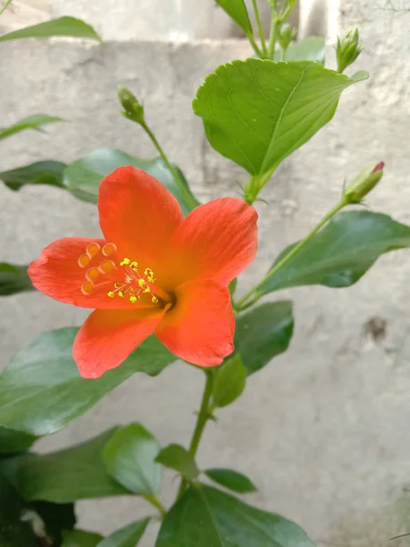 Orange hibiscus flower bud and plant — ストック写真